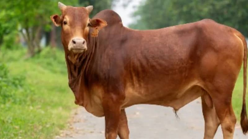 গরুর মাংসের দাম নিয়ে নতুন সিদ্ধান্ত