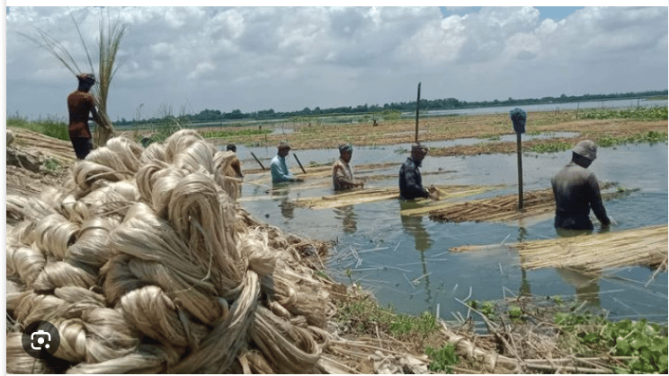 পাটের বাম্পার ফলনে খুশি কৃষকেরা, বাড়তি আয় পাট খড়িতে