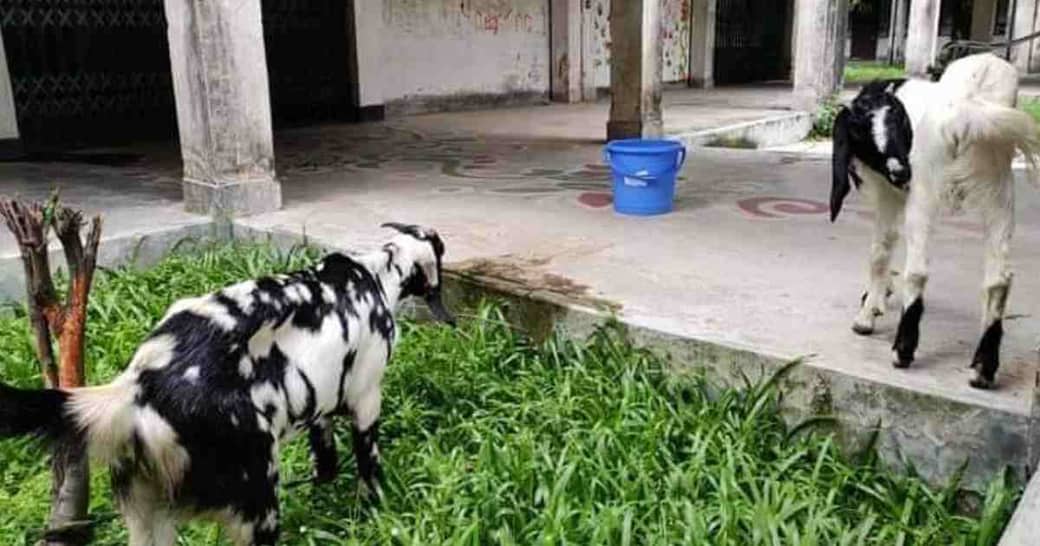 করোনার বন্ধে জাবির আবাসিক হলে ছাগল পালন