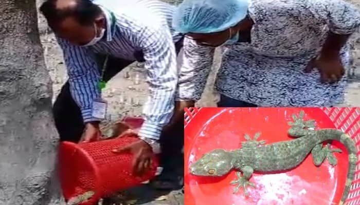 ফাতরার জঙ্গলে মুক্ত করা হলো সেই তক্ষকটি