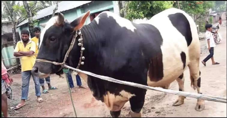 রোজার ঈদের আগে সাড়ে তিন লাখ বলা গরু এখন আড়াই লাখ