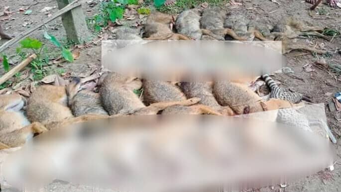 দুইদিনের ‘অভিযানে’ পিটিয়ে মারা হলো ৫০ শেয়াল