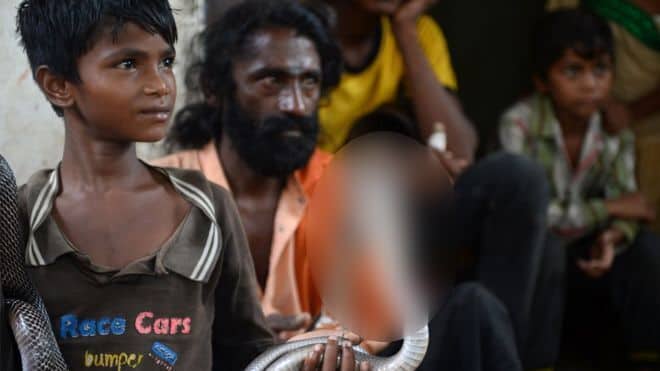 সাপের কামড়ে ভারতে ‘দশ লাখের বেশি’ মানুষের মৃত্যু