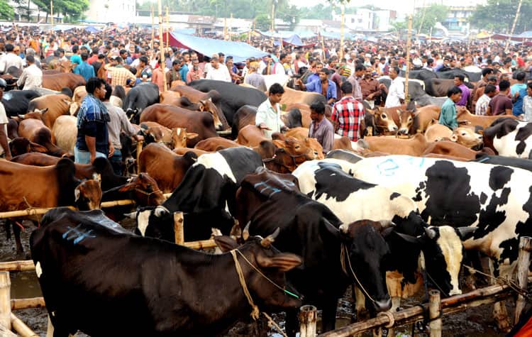 কোরবানির পশুকে কষ্ট দেবেন না