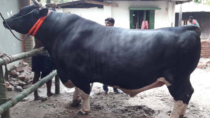 এবারের ঈদে ৬৫ মণের ‘বাংলার বস’, দাম হাঁকিয়েছেন ৫০ লাখ টাকা