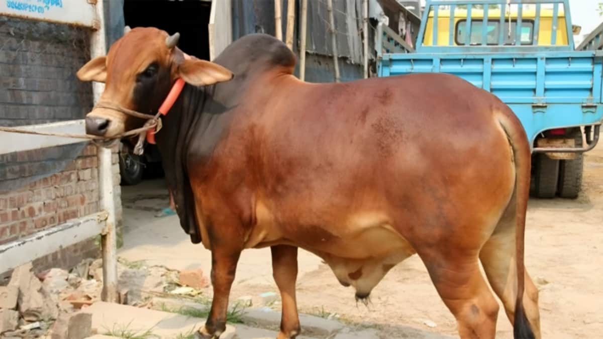 কোরবানি ওয়াজিব