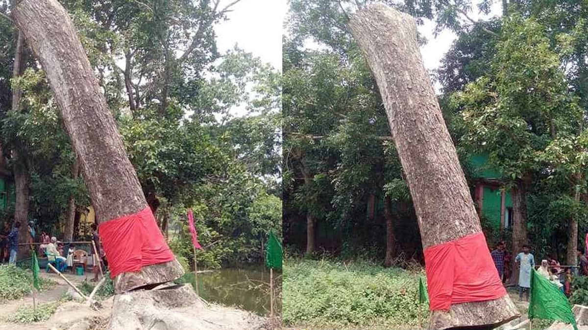 ঝড়ে পড়ে যাওয়া গাছ