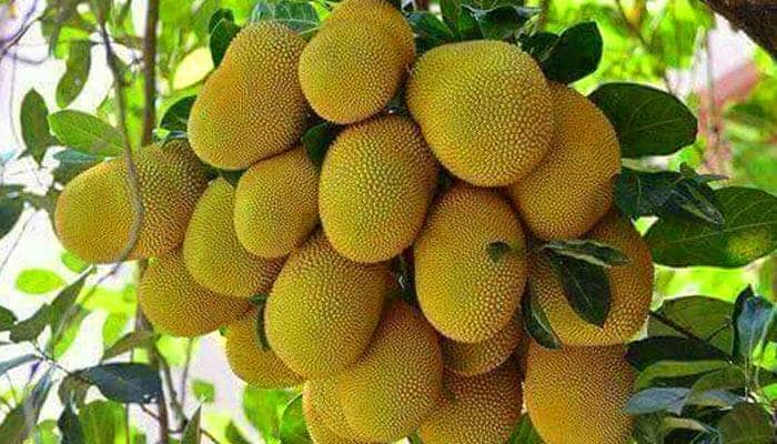 ছোট কাঁঠাল উদ্ভাবনের পরামর্শ দিলেন পরিকল্পনামন্ত্রী