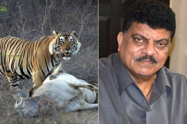 ‘গরু খেলে বাঘেরও শাস্তি হওয়া উচিত’, হাস্যকর মন্তব্য ভারতীয় নেতার!