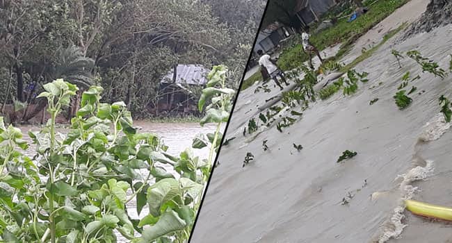 বরগুনায় বেড়িবাঁধ ভেঙে সাড়ে ১১ ফুট জলোচ্ছ্বাস, অর্ধশত গ্রাম প্লাবিত