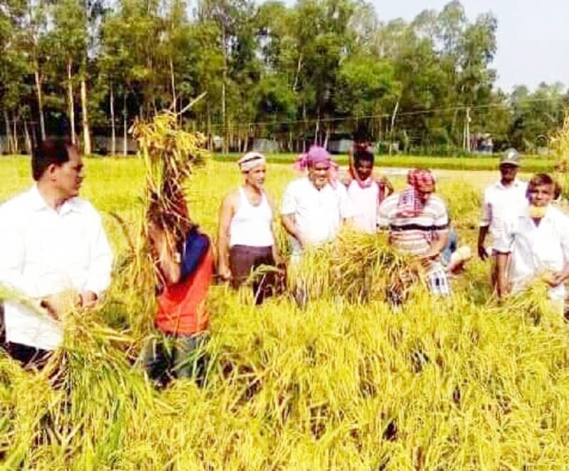 রোজা রেখে কৃষকের ধান কেটে দিলেন বিএনপি নেতারা