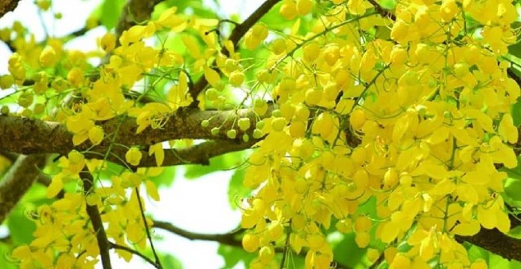 জয়পুরহাটে সোনাঝরা সোনালু ফুলের বর্ণিল সমারোহ