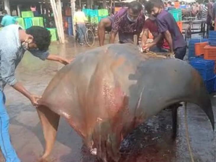 জেলের জালে ধরা পড়লো ৮০০ কেজি ওজনের মাছ