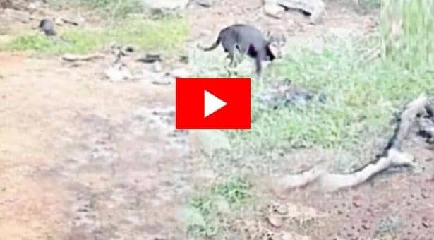 করোনায় মৃতের আধাপোড়া দেহ খাচ্ছে কুকুর!(ভিডিও)