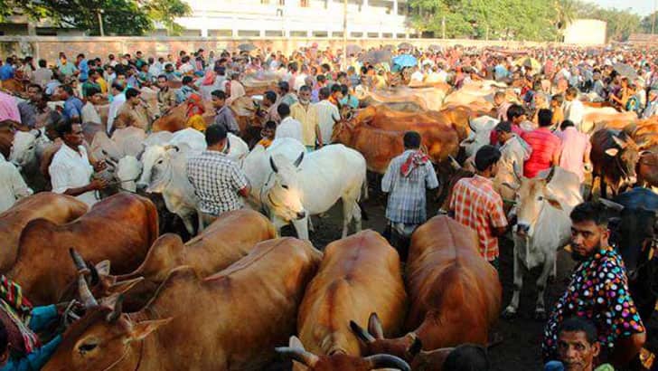 করোনায় ক্রেতাশূন্য কোরবানির পশুর হাট