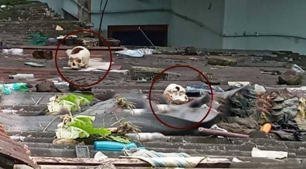 বন্ধ ঘরে মানুষের হাড়গোড়, চালে খুলি!
