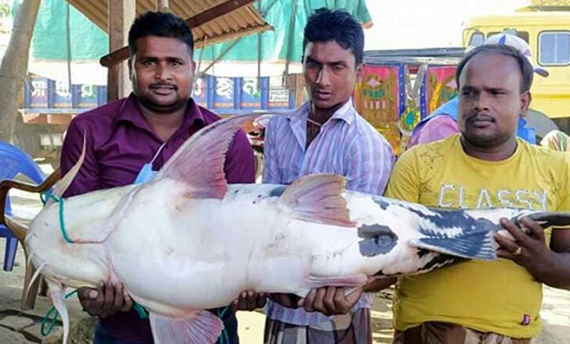 জালে ধরা পড়েছে ৩০ কেজি বাঘাইড় মাছ
