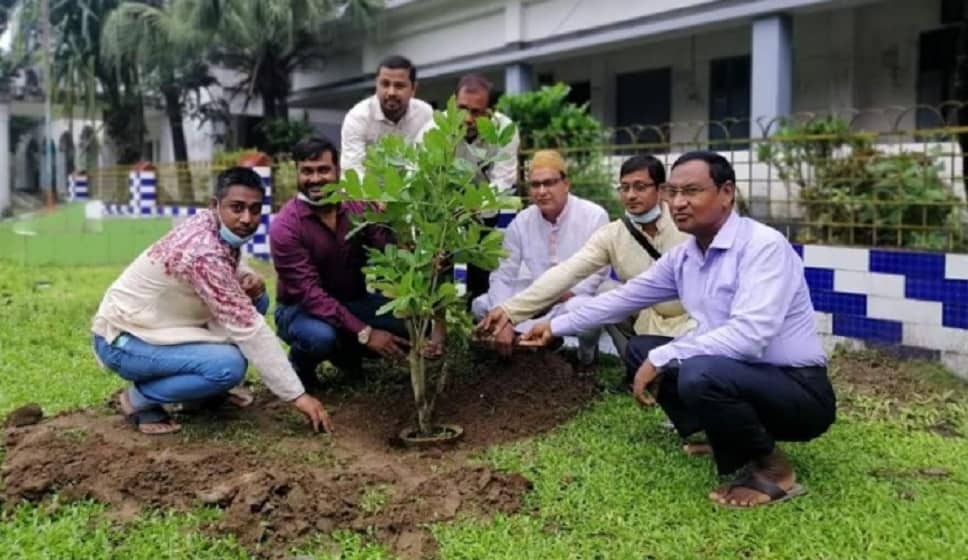 নীলফামারীর কিশোরীগঞ্জ উচ্চ বিদ্যালয়ে বিরল কাইজেলিয়ার চারা রোপন