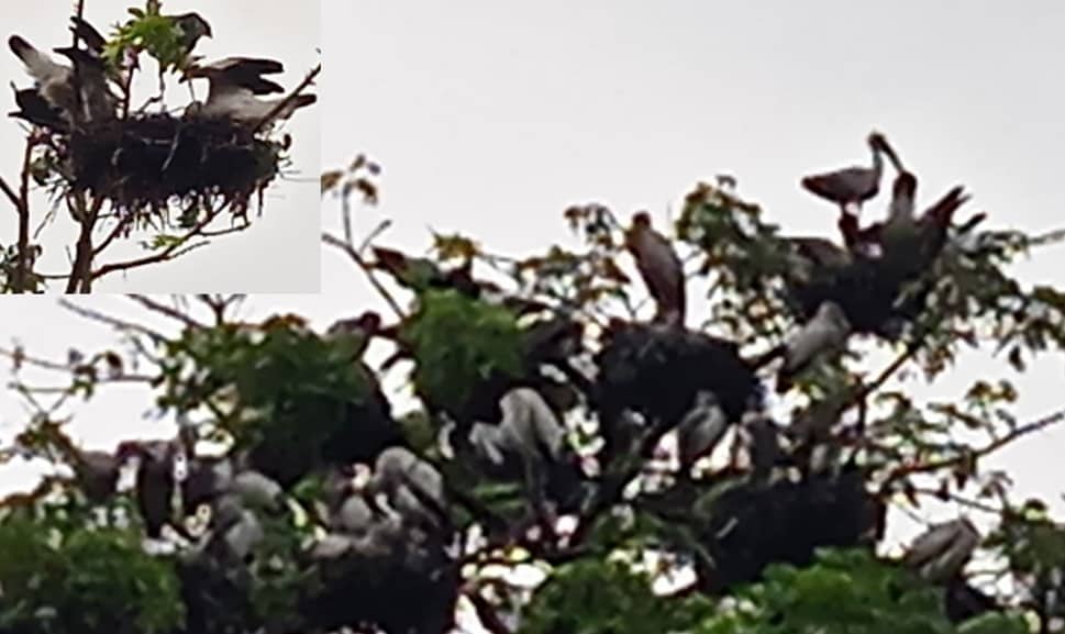 নীলফামারীর কিশোরগঞ্জ যেন শামুকখোলের নিরাপদ প্রজনন কেন্দ্র