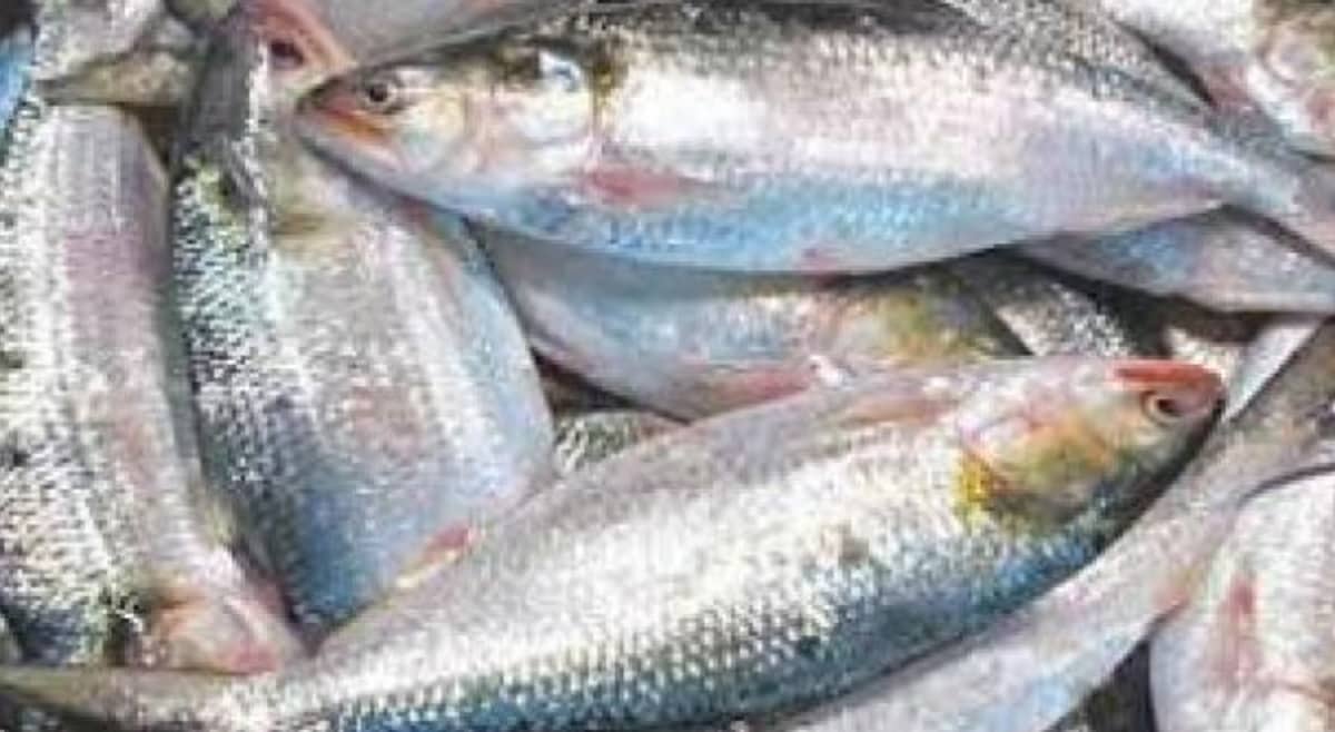 ইলিশ খাওয়ার উপকারিতা