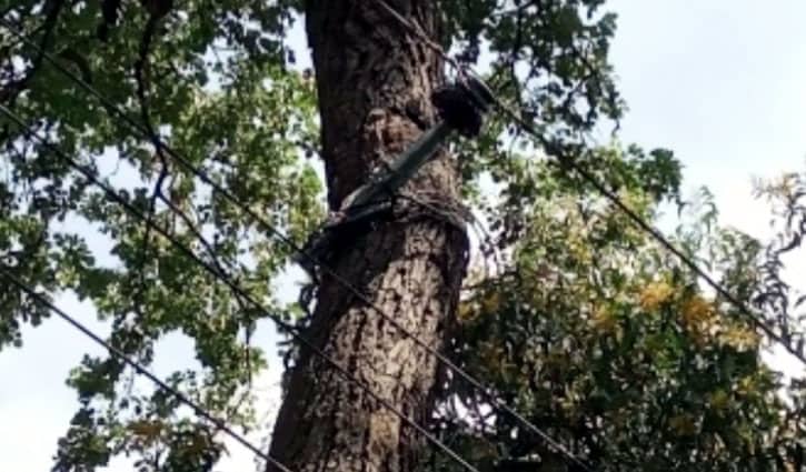 জীবন্ত গাছে ১১ হাজার কেভি বিদ্যুতের লাইন