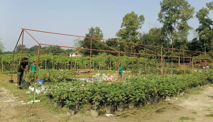 গাজীপুরে চাষ হচ্ছে মরুভূমির মিষ্টি ফল ত্বীন
