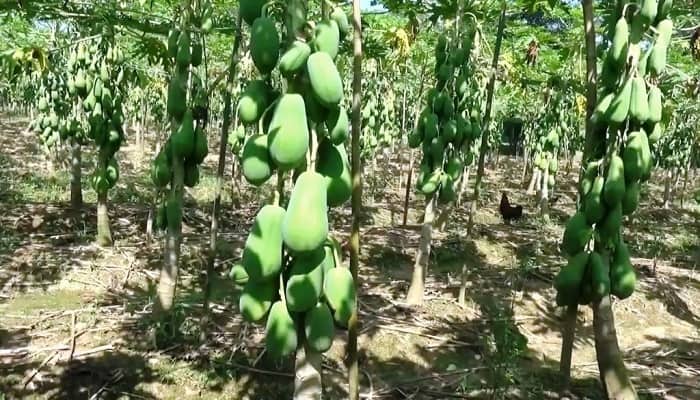 বিইউ পেঁপে-১: দ্বিগুণ ফলন, দ্বিগুণ লাভ