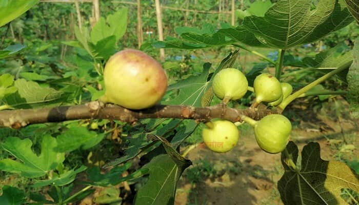 গাজীপুরে চাষ হচ্ছে মরুভূমির মিষ্টি ফল ত্বীন