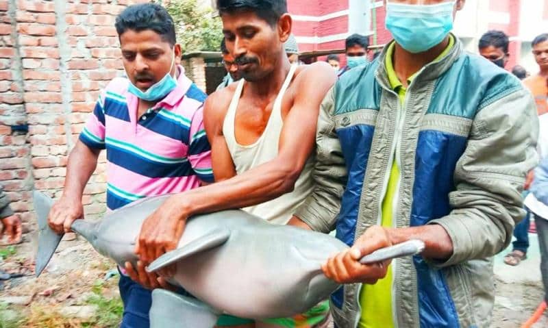 বড়শি দিয়ে ডলফিন শিকার করে বিপদে তিন ব্যক্তি