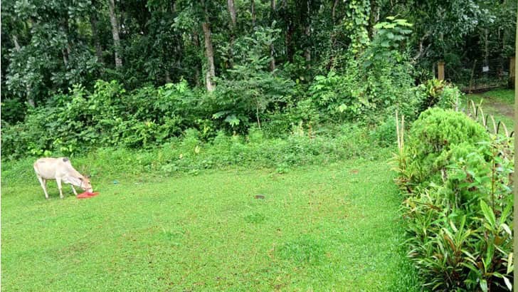 গ্যাস পাইপলাইনের জন্য ১১ হাজার গাছ কাটার অনুমতি