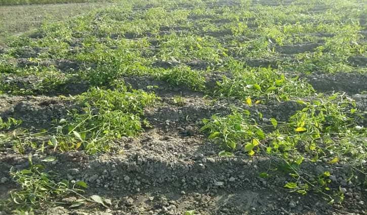 ফসলের সাথে শত্রুতায় স্বপ্নভঙ্গ ঢালীর