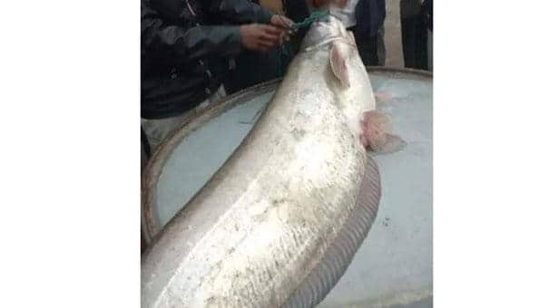 এক বোয়ালের দাম সাড়ে ২৮ হাজার টাকা