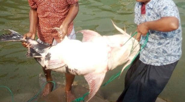 এক বাঘাইড়ের দাম সাড়ে ৪২ হাজার টাকা!