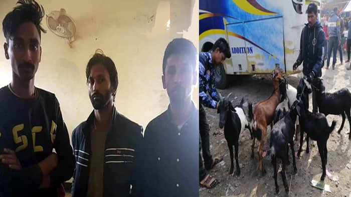 পিস্তল দেখিয়ে ২৭ ছাগল ছিনতাই, আটক ৩