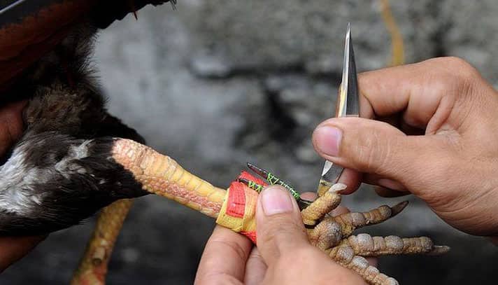 মোরগের আঘাতে মালিক নিহত