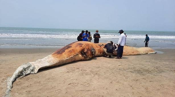 সৈকতে ফের ভেসে এল মৃত তিমি