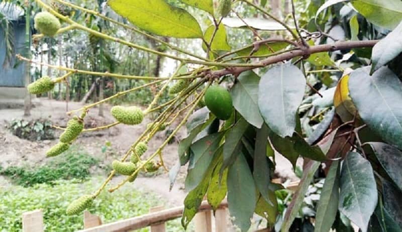 ঠাকুরগাঁওয়ে একই গাছে ধরেছে আম ও লিচু