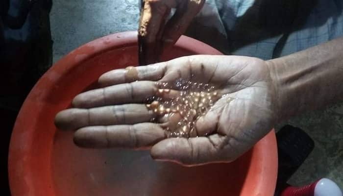 হালদায় নমুনা ডিম ছেড়েছে মা মাছ