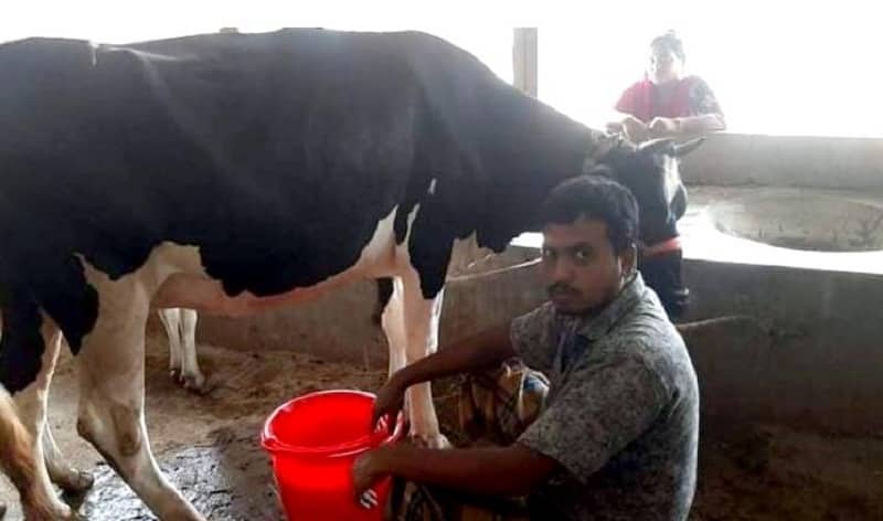 দিনে ৬ লিটার দুধ দিচ্ছে ৮ মাসের গর্ভবতী বাছুর