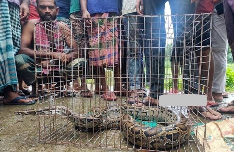 ধানক্ষেতে থেকে বিশাল অজগর সাপ উদ্ধার