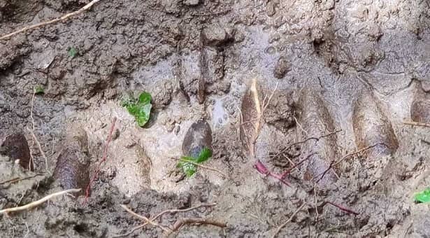 বান্দরবানে ১২ মর্টার শেল উদ্ধার করলো সেনাবাহিনী
