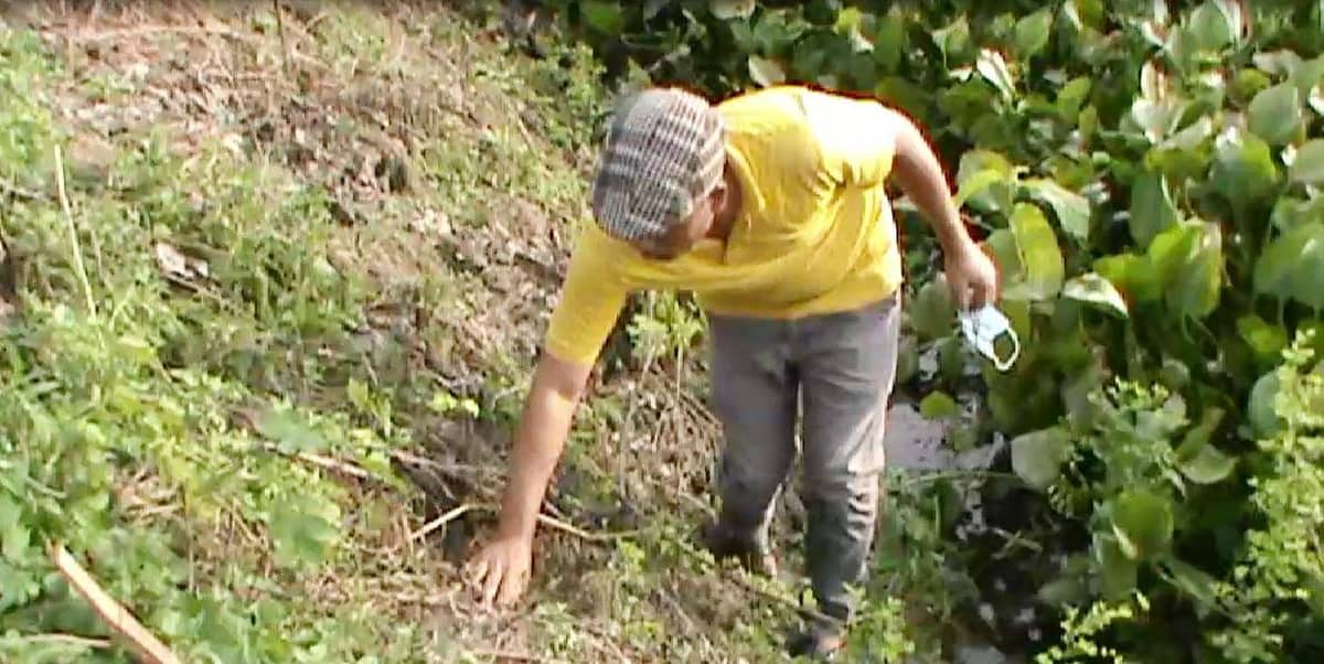 কালীগঞ্জে বজ্রপাত প্রতিরোধে সহাস্রাধীক তাল বীজ রোপন করলো কেকেএস