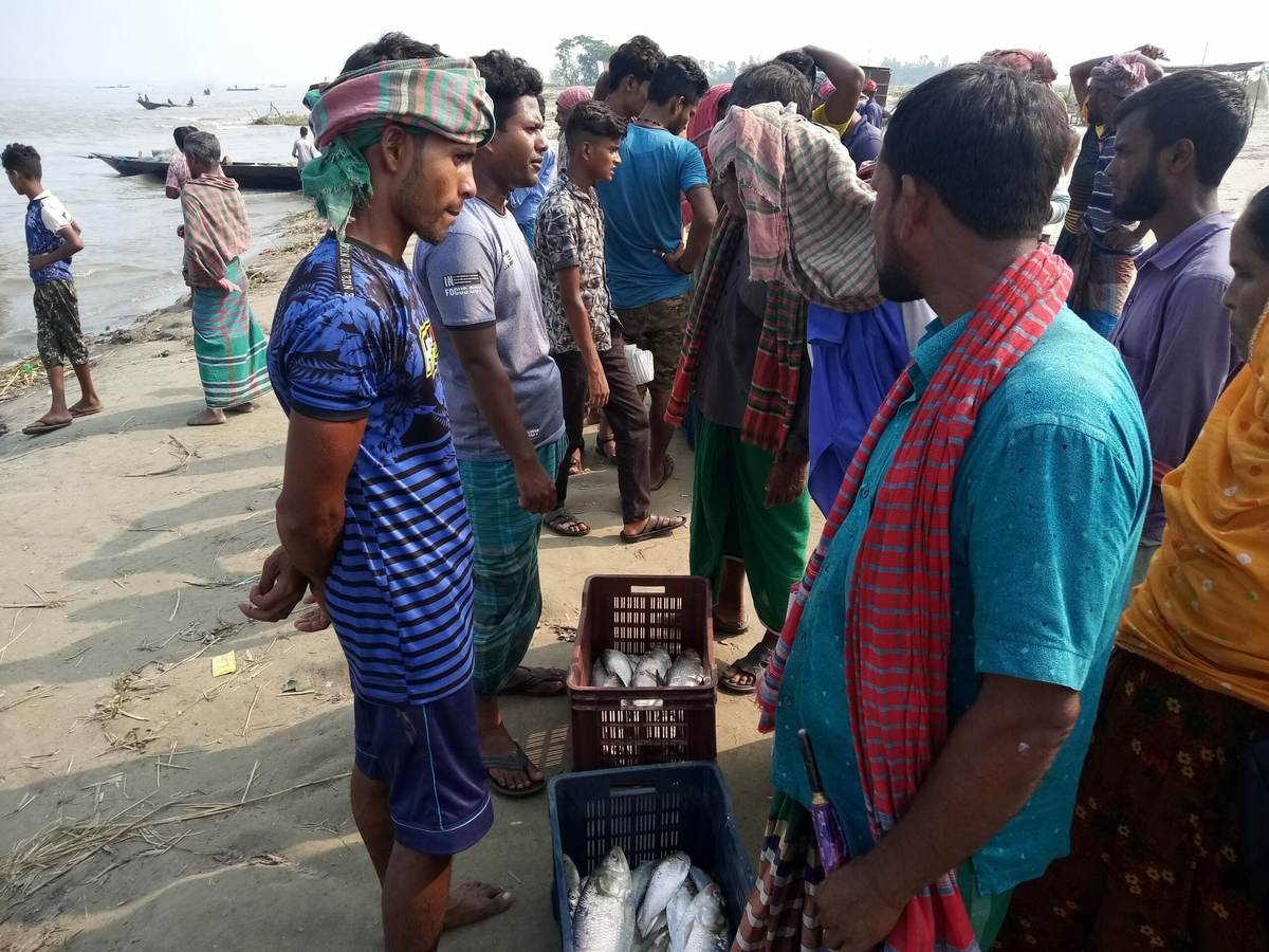 শিবালয়ে নিষিদ্ধ সময়ে যমুনার চরে দিনব্যাপী জমজমাট ইলিশের হাট