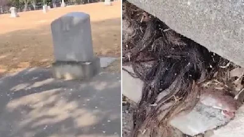 শত বছরের পুরনো কবর থেকে বেরিয়ে এলো নারীর অক্ষত চুল, কিছুক্ষণ মধ্যেই উধাও!