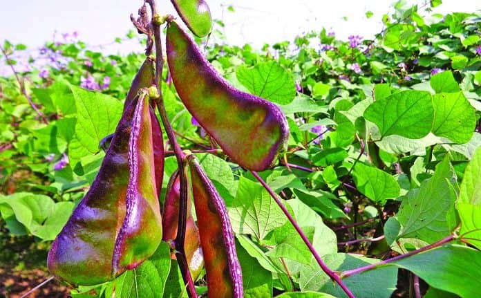 কুমিল্লায় শীতকালীন সবজি চাষে ব্যস্ত সময় পার করছেন কৃষকরা