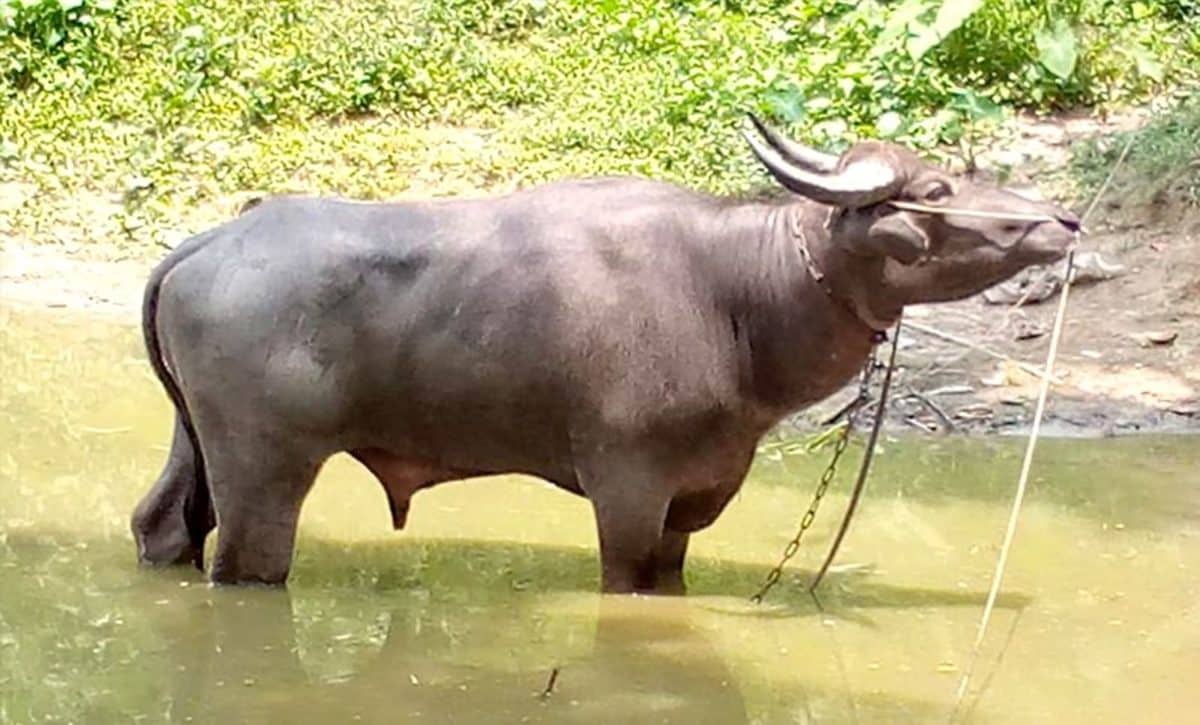 বিশাল আকৃতির এক মহিষের যত দাবিদার