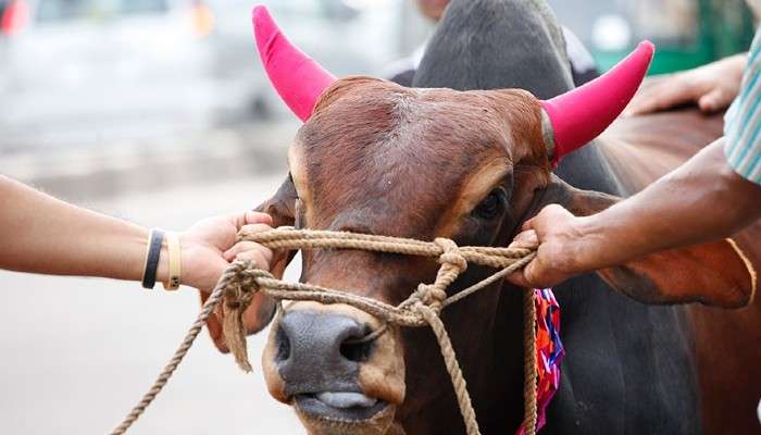 কোরবানির মাংস