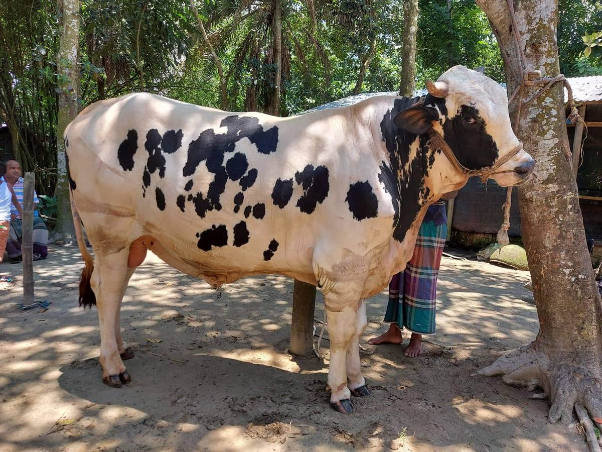 মানিকগঞ্জের সম্রাট-মানিক বাহাদুর, দাম যত টাকা