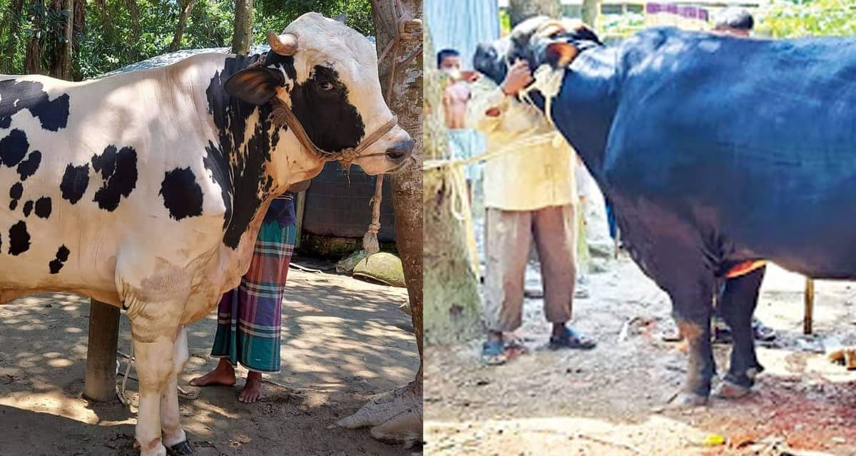 মানিকগঞ্জের সম্রাট-মানিক বাহাদুর, দাম যত টাকা