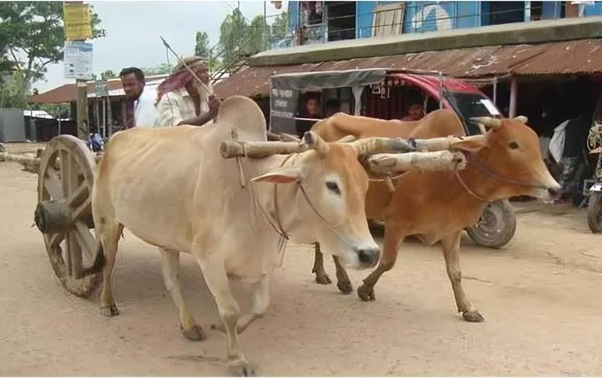 গরুর গাড়ি